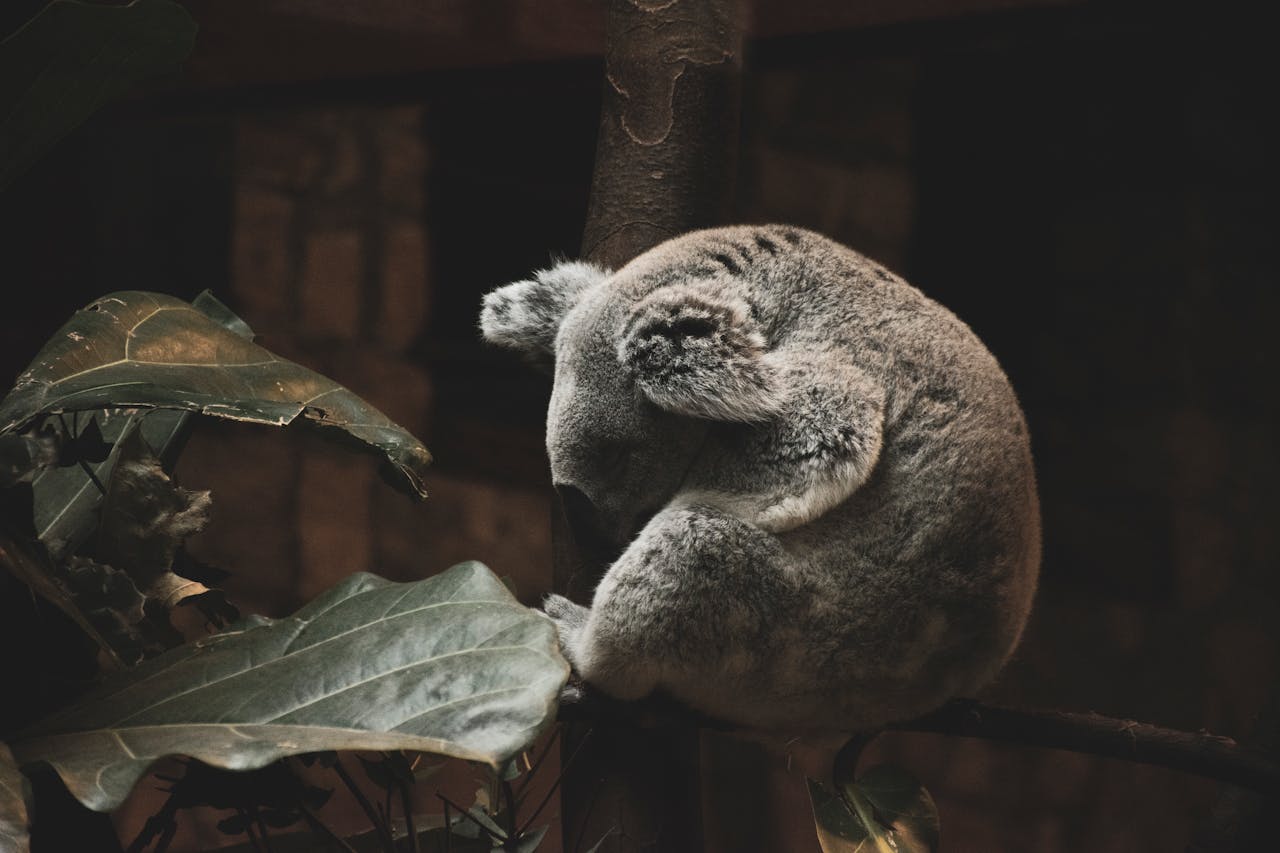 A serene image of a koala sleeping curled up on a tree branch, surrounded by foliage.